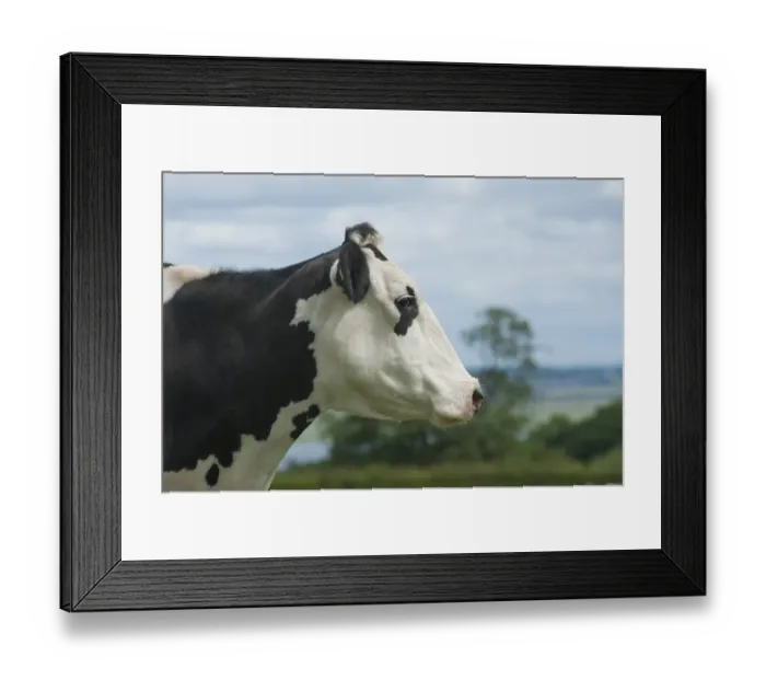 Framed Print : Domestic Cattle, Holstein dairy cow, close-up of head, Flintshire, North Wales, july