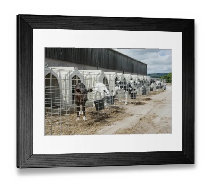 Framed Print : Domestic Cattle, Holstein dairy calves, standing in calf hutches, Flintshire, North Wales, july Framed Print : Domestic Cattle, Holstein dairy calves, standing in calf hutches, Flintshire, North Wales, july