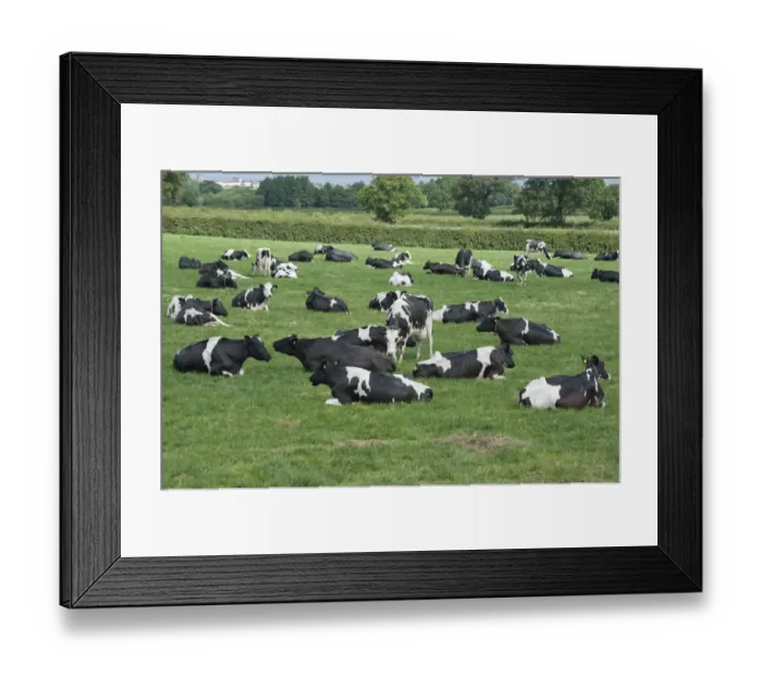 Framed Print : Domestic Cattle, Holstein dairy cows, herd grazing and resting in pasture, Flintshire, North Wales, july Framed Print : Domestic Cattle, Holstein dairy cows, herd grazing and resting in pasture, Flintshire, North Wales, july