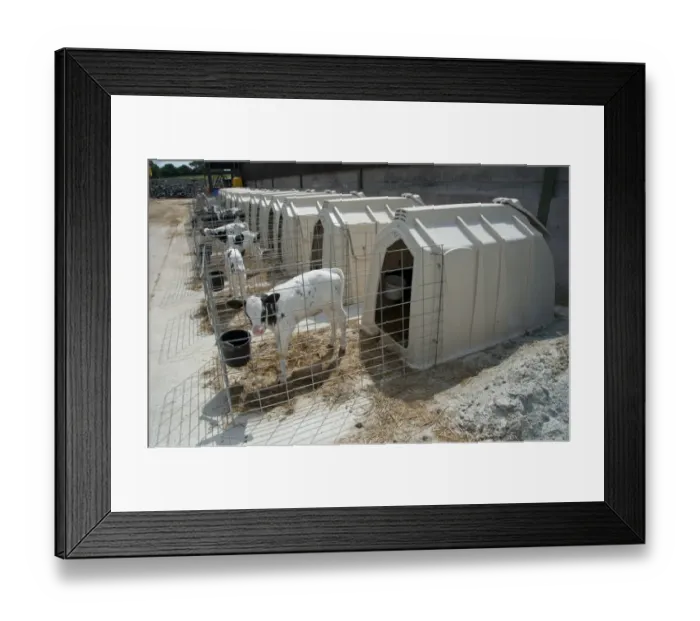 Framed Print : Domestic Cattle, Holstein dairy calves, standing in calf hutches, Flintshire, North Wales, july Framed Print : Domestic Cattle, Holstein dairy calves, standing in calf hutches, Flintshire, North Wales, july