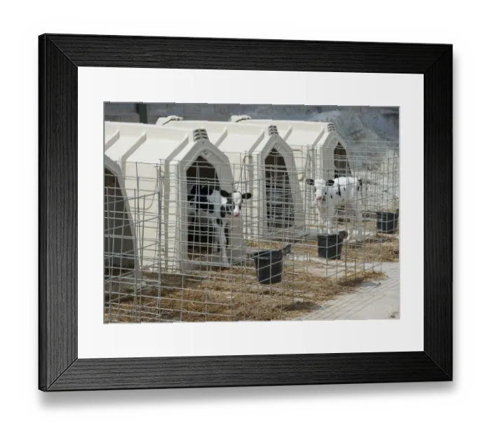 Framed Print : Domestic Cattle, Holstein dairy calves, standing in calf hutches, Flintshire, North Wales, july Framed Print : Domestic Cattle, Holstein dairy calves, standing in calf hutches, Flintshire, North Wales, july