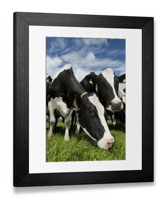 Framed Print : Domestic Cattle, Holstein dairy cows, herd standing in pasture, Cumbria, England, may Framed Print : Domestic Cattle, Holstein dairy cows, herd standing in pasture, Cumbria, England, may