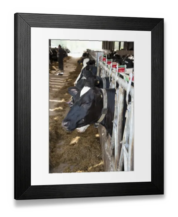 Framed Print : Domestic Cattle, Holstein dairy heifers, wearing neck collar with transponder, Lochmaben, Lockerbie, Dumfries and Galloway, Scotland, april Framed Print : Domestic Cattle, Holstein dairy heifers, wearing neck collar with transponder, Lochmaben, Lockerbie, Dumfries and Galloway, Scotland, april