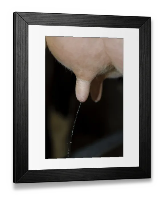 Framed Print : Domestic Cattle, Holstein dairy cow, close-up of udder with milk dripping from teat, Staffordshire, England, april Framed Print : Domestic Cattle, Holstein dairy cow, close-up of udder with milk dripping from teat, Staffordshire, England, april