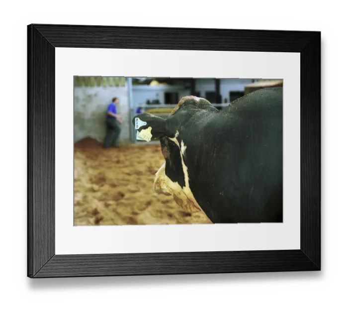 Framed Print : Domestic Cattle, Holstein bull, close-up of head, looking towards man in yard, Chester, Cheshire, England Framed Print : Domestic Cattle, Holstein bull, close-up of head, looking towards man in yard, Chester, Cheshire, England