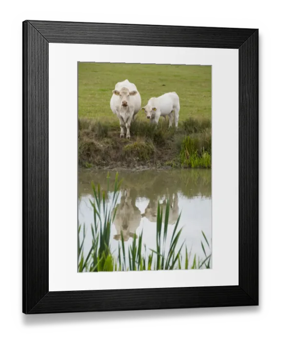 Framed Print : Domestic Cattle, Charolais cow and calf, standing at edge of lake, Middle Claydon, Buckinghamshire, England, august Framed Print : Domestic Cattle, Charolais cow and calf, standing at edge of lake, Middle Claydon, Buckinghamshire, England, august