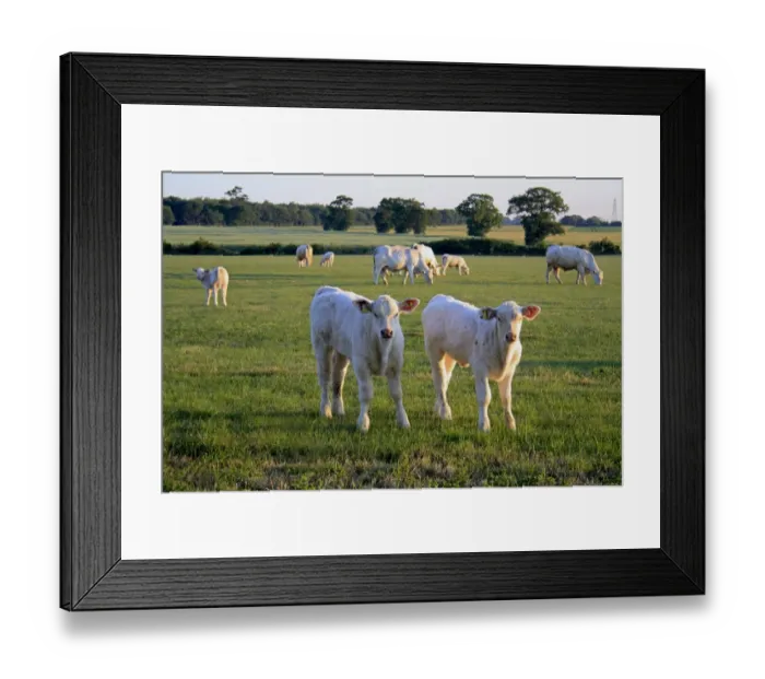 Framed Print : Domestic Cattle, Charolais calves, standing near herd in pasture, in commonland reserve at dawn, Mellis Common, Mellis, Suffolk, England, june Framed Print : Domestic Cattle, Charolais calves, standing near herd in pasture, in commonland reserve at dawn, Mellis Common, Mellis, Suffolk, England, june