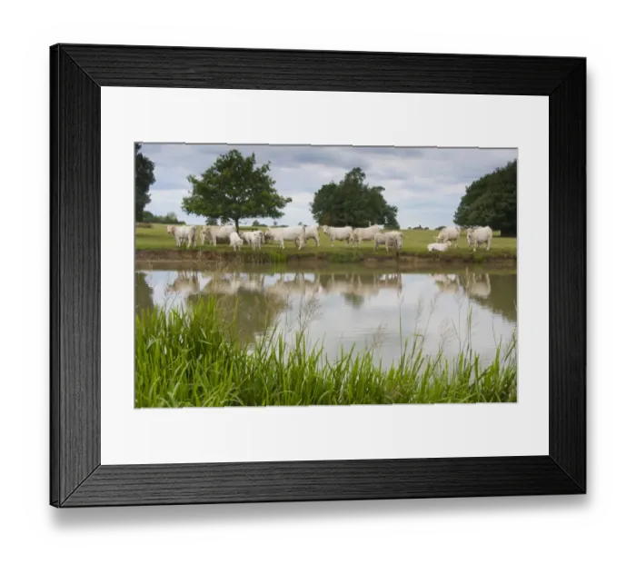 Framed Print : Domestic Cattle, Charolais cows and calves, herd standing at edge of lake, Middle Claydon, Buckinghamshire, England, august Framed Print : Domestic Cattle, Charolais cows and calves, herd standing at edge of lake, Middle Claydon, Buckinghamshire, England, august