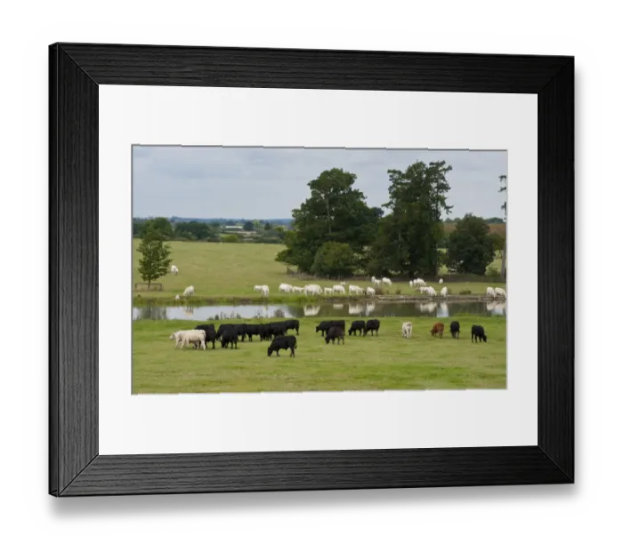 Framed Print : Domestic Cattle, Charolais and Aberdeen Angus beef herd, grazing in pasture at edge of lake, Middle Claydon, Buckinghamshire, England, august Framed Print : Domestic Cattle, Charolais and Aberdeen Angus beef herd, grazing in pasture at edge of lake, Middle Claydon, Buckinghamshire, England, august