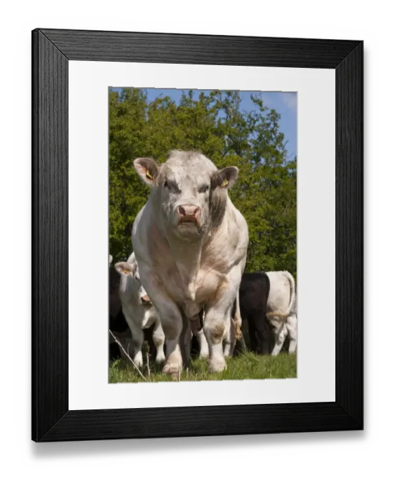 Framed Print : Domestic Cattle, Charolais, bull, bellowing, standing beside herd in pasture, England, may Framed Print : Domestic Cattle, Charolais, bull, bellowing, standing beside herd in pasture, England, may