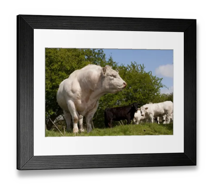 Framed Print : Domestic Cattle, Charolais, bull, bellowing, standing beside herd in pasture, England, may Framed Print : Domestic Cattle, Charolais, bull, bellowing, standing beside herd in pasture, England, may