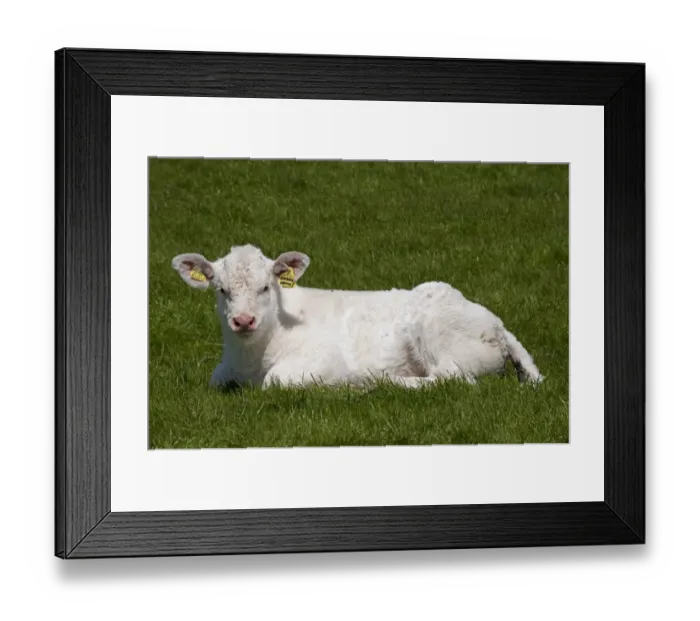 Framed Print : Domestic Cattle, Charolais, calf, resting on grass, England, may Framed Print : Domestic Cattle, Charolais, calf, resting on grass, England, may