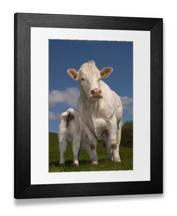 Framed Print : Domestic Cattle, Charolais, cow with calf suckling, standing in pasture, England, may Framed Print : Domestic Cattle, Charolais, cow with calf suckling, standing in pasture, England, may