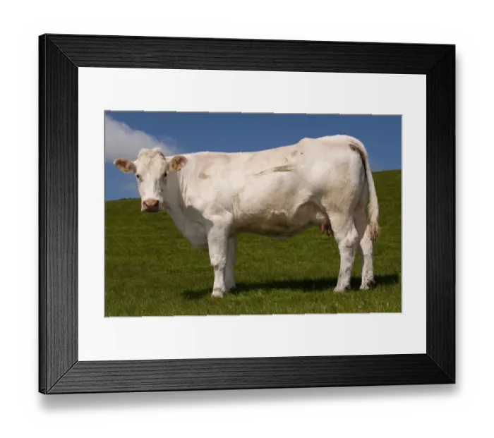 Framed Print : Domestic Cattle, Charolais, cow, standing in pasture, England, may Framed Print : Domestic Cattle, Charolais, cow, standing in pasture, England, may