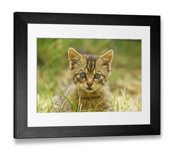 Framed Print : European Wild Cat (Felis silvestris grampia) Scottish race, kitten, close-up of head (captive) Framed Print : European Wild Cat (Felis silvestris grampia) Scottish race, kitten, close-up of head (captive)