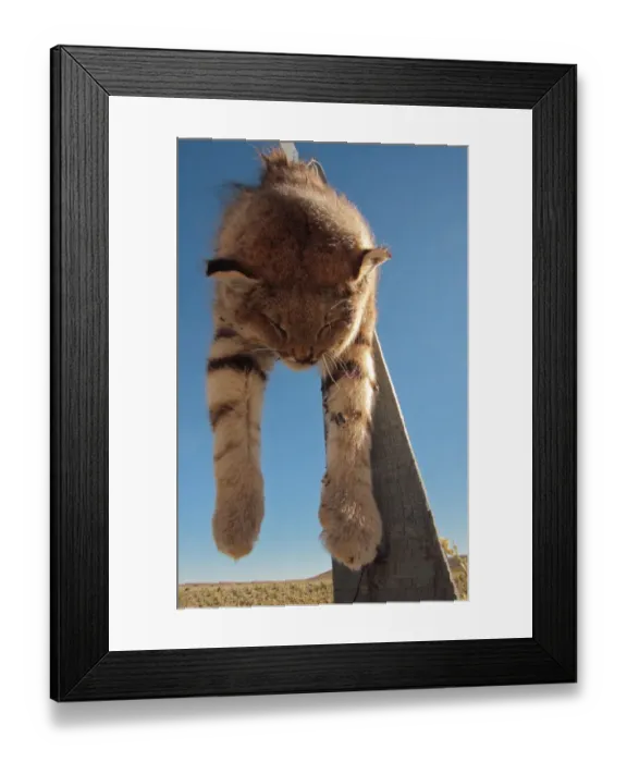 Framed Print : Pampas Cat (Leopardus pajeros) dead adult, shot animal strung up on post as deterrent to other predators, Rio Gallegos, Santa Cruz, Argentina, november