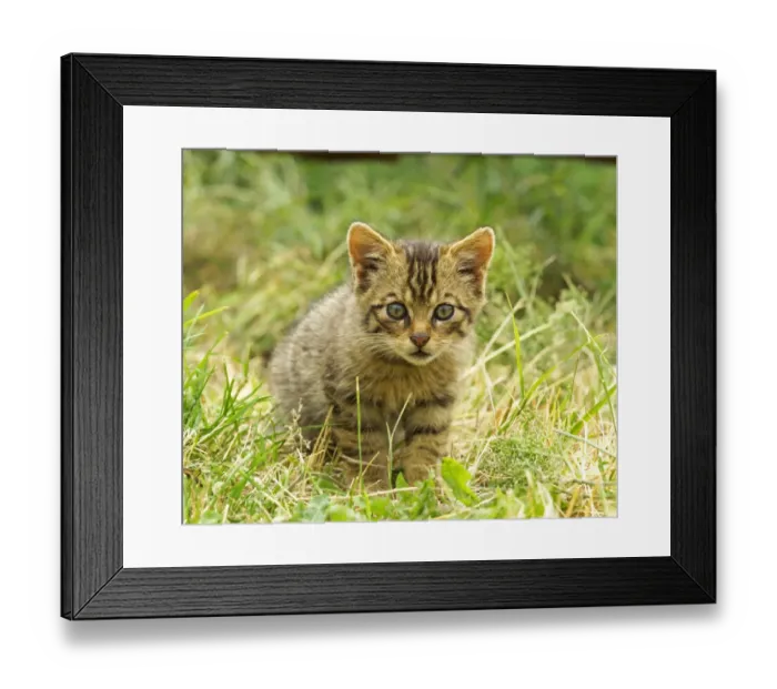 Framed Print : European Wild Cat (Felis silvestris grampia) Scottish race, kitten, standing in grass (captive)