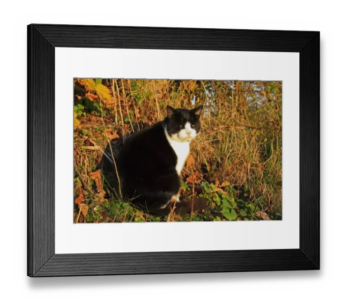 Framed Print : Domestic Cat, adult male, sitting beside hedgerow in evening sunlight, Bacton, Suffolk, England, november Framed Print : Domestic Cat, adult male, sitting beside hedgerow in evening sunlight, Bacton, Suffolk, England, november