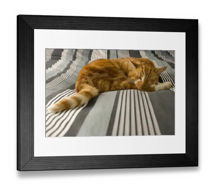 Framed Print : Domestic Cat, ginger tabby, adult, sleeping on bed, England, october Framed Print : Domestic Cat, ginger tabby, adult, sleeping on bed, England, october