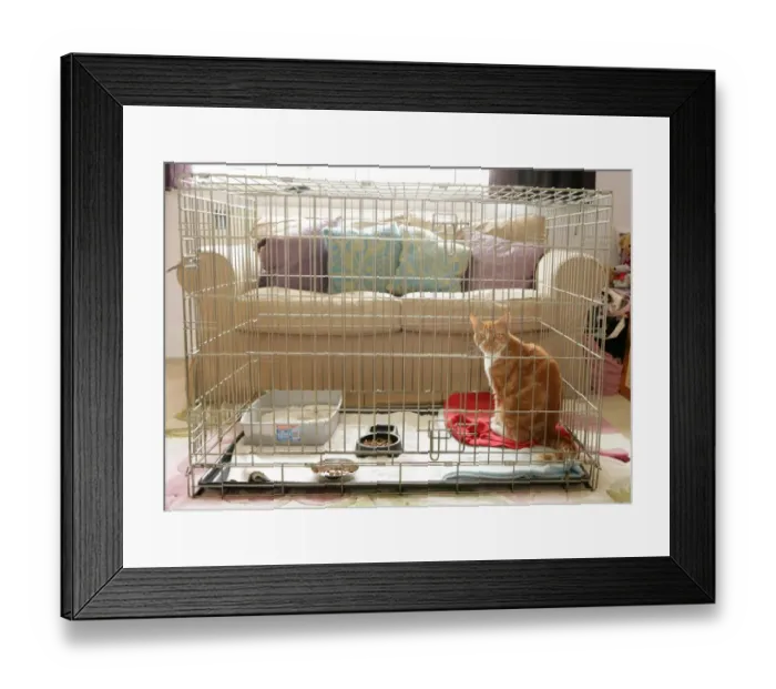 Framed Print : Domestic Cat, ginger and white tabby, adult, sitting in cage, house-bound during recovery from operation, England, august Framed Print : Domestic Cat, ginger and white tabby, adult, sitting in cage, house-bound during recovery from operation, England, august