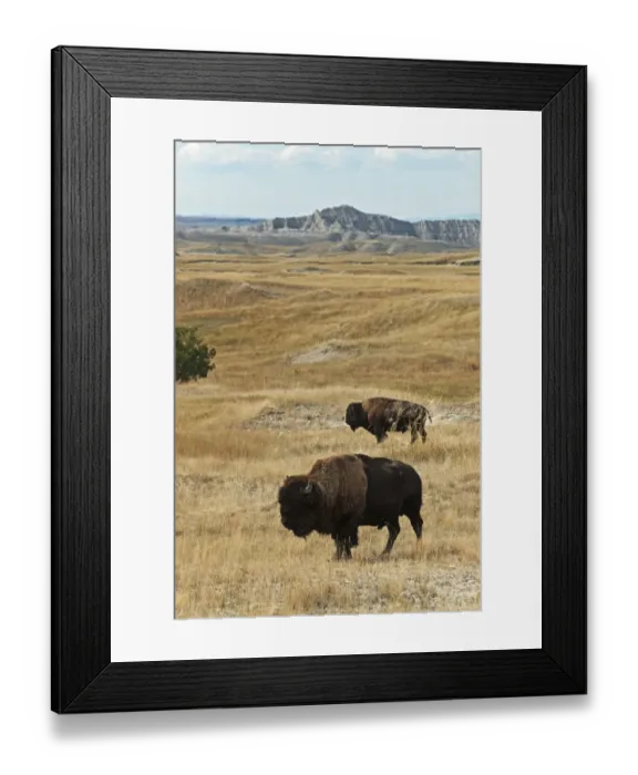 Framed Print : North American Bison (Bison bison) two adult males, standing in prairie habitat, Sage Creek Wilderness, Badlands N. P, South Dakota, U. S. A. september Framed Print : North American Bison (Bison bison) two adult males, standing in prairie habitat, Sage Creek Wilderness, Badlands N. P, South Dakota, U. S. A. september