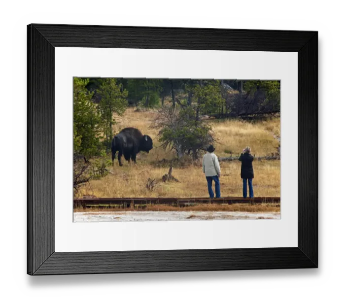Framed Print : North American Bison (Bison bison) adult, watched by tourists standing on boardwalk, Yellowstone N. P. Wyoming, U. S. A. september Framed Print : North American Bison (Bison bison) adult, watched by tourists standing on boardwalk, Yellowstone N. P. Wyoming, U. S. A. september