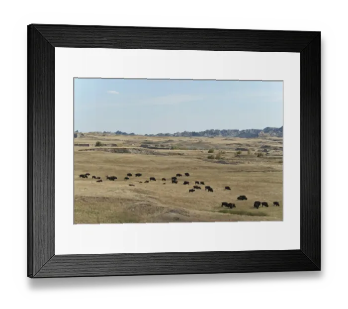 Framed Print : North American Bison (Bison bison) herd, grazing in prairie habitat, Sage Creek Wilderness, Badlands N. P, South Dakota, U. S. A. september Framed Print : North American Bison (Bison bison) herd, grazing in prairie habitat, Sage Creek Wilderness, Badlands N. P, South Dakota, U. S. A. september