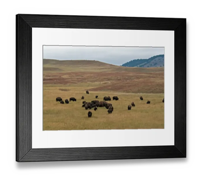 Framed Print : North American Bison (Bison bison) herd, grazing in hilly prairie habitat, Wind Cave N. P Framed Print : North American Bison (Bison bison) herd, grazing in hilly prairie habitat, Wind Cave N. P