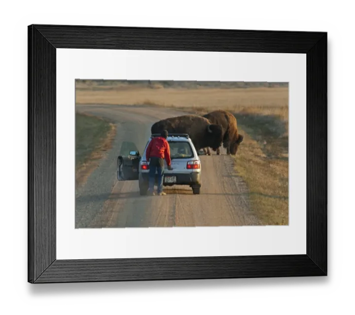 Framed Print : North American Bison (Bison bison) two adults, standing on track near person outside car, Sage Creek Wilderness, Badlands N. P, South Dakota, U. S. A. september Framed Print : North American Bison (Bison bison) two adults, standing on track near person outside car, Sage Creek Wilderness, Badlands N. P, South Dakota, U. S. A. september