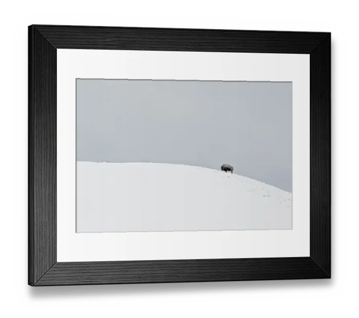 Framed Print : North American Bison (Bison bison) adult, standing on snow covered hillside, Yellowstone N. P. Wyoming, U. S. A. february Framed Print : North American Bison (Bison bison) adult, standing on snow covered hillside, Yellowstone N. P. Wyoming, U. S. A. february