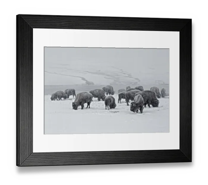 Framed Print : North American Bison (Bison bison) herd, feeding in snow, Yellowstone N. P. Wyoming, U. S. A. february Framed Print : North American Bison (Bison bison) herd, feeding in snow, Yellowstone N. P. Wyoming, U. S. A. february