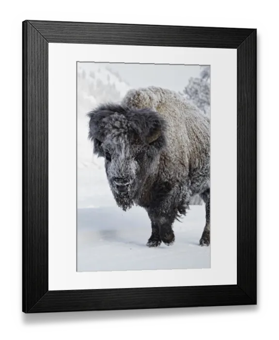 Framed Print : North American Bison (Bison bison) adult male, standing on snow, Yellowstone N. P. Wyoming, U. S. A. february Framed Print : North American Bison (Bison bison) adult male, standing on snow, Yellowstone N. P. Wyoming, U. S. A. february