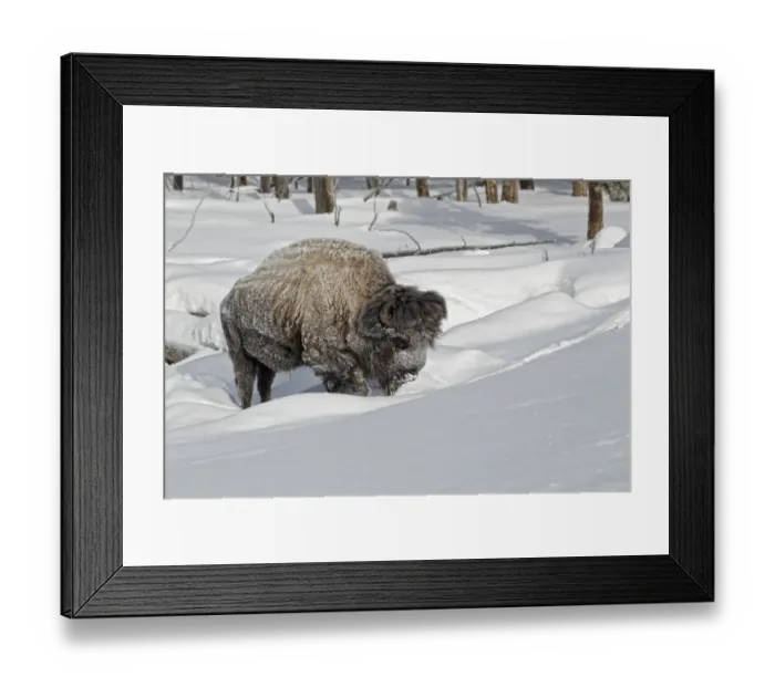 Framed Print : North American Bison (Bison bison) adult male, with coat covered in ice, walking in deep snow, Yellowstone N. P. Wyoming, U. S. A. february Framed Print : North American Bison (Bison bison) adult male, with coat covered in ice, walking in deep snow, Yellowstone N. P. Wyoming, U. S. A. february