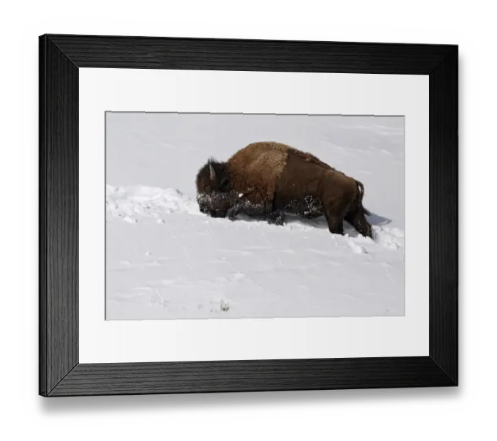 Framed Print : North American Bison (Bison bison) adult, walking in deep snow, Yellowstone N. P. Wyoming, U. S. A. february Framed Print : North American Bison (Bison bison) adult, walking in deep snow, Yellowstone N. P. Wyoming, U. S. A. february