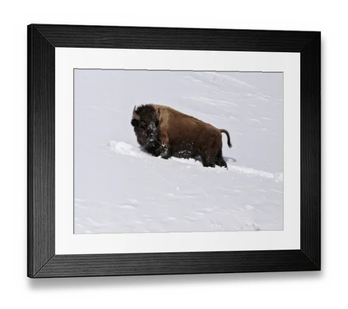 Framed Print : North American Bison (Bison bison) adult, feeding in deep snow, Yellowstone N. P. Wyoming, U. S. A. february Framed Print : North American Bison (Bison bison) adult, feeding in deep snow, Yellowstone N. P. Wyoming, U. S. A. february
