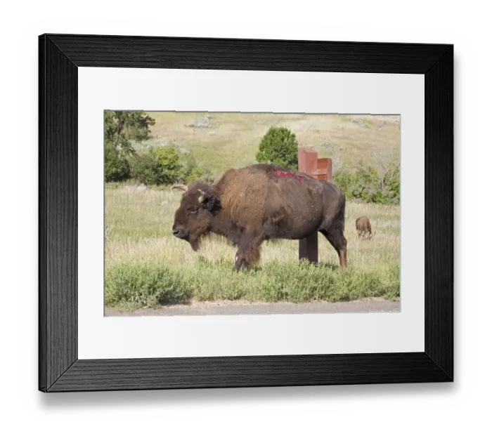 Framed Print : North American Bison (Bison bison) adult, with open wounds, re-opened from scratching on post, North Dakota, U. S. A. august Framed Print : North American Bison (Bison bison) adult, with open wounds, re-opened from scratching on post, North Dakota, U. S. A. august