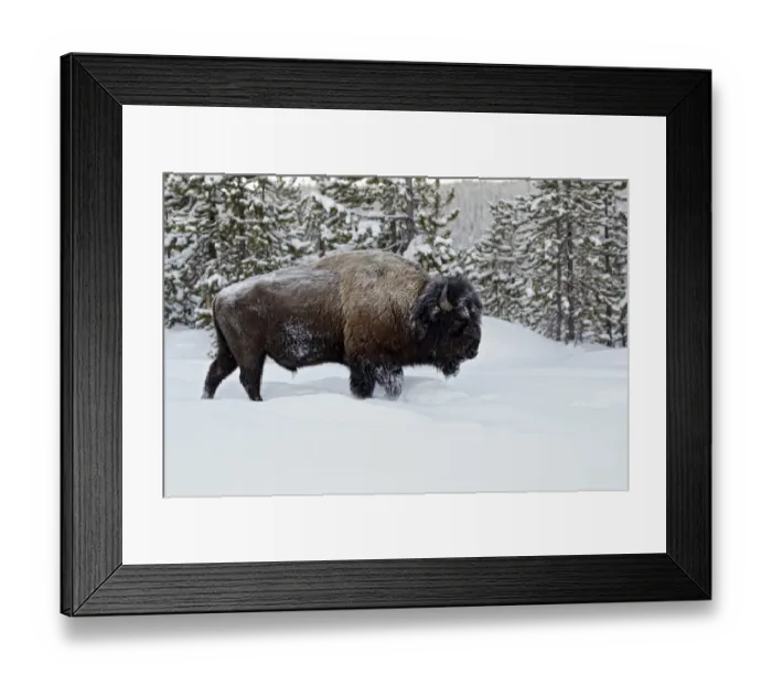 Framed Print : North American Bison (Bison bison) adult male, walking in snow, Yellowstone N. P. Wyoming, U. S. A. february Framed Print : North American Bison (Bison bison) adult male, walking in snow, Yellowstone N. P. Wyoming, U. S. A. february