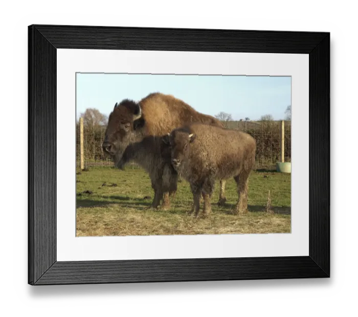 Framed Print : North American Bison (Bison bison) cow with calf, farmed for meat, standing in pasture, Melton Mowbray, Leicestershire, England Framed Print : North American Bison (Bison bison) cow with calf, farmed for meat, standing in pasture, Melton Mowbray, Leicestershire, England
