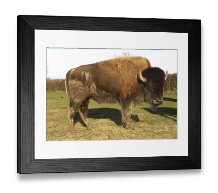 Framed Print : North American Bison (Bison bison) twenty month old stock bull, farmed for meat, standing in pasture, Melton Mowbray, Leicestershire, England Framed Print : North American Bison (Bison bison) twenty month old stock bull, farmed for meat, standing in pasture, Melton Mowbray, Leicestershire, England
