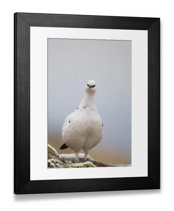 Framed Print : Rock Ptarmigan (Lagopus mutus) adult female, white winter plumage, standing, Cairngorm Mountains, Highlands, Scotland, winter Framed Print : Rock Ptarmigan (Lagopus mutus) adult female, white winter plumage, standing, Cairngorm Mountains, Highlands, Scotland, winter