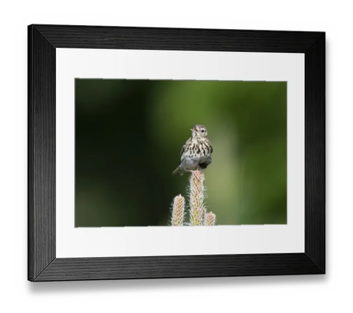 Framed Print : Tree Pipit (Anthus trivialis) adult, singing, perched on conifer, Breckland, Norfolk, England, may Framed Print : Tree Pipit (Anthus trivialis) adult, singing, perched on conifer, Breckland, Norfolk, England, may