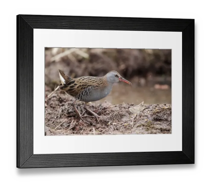 Framed Print : Water Rail (Rallus aquaticus) adult, foraging in mud at edge of water, Warwickshire, England, february