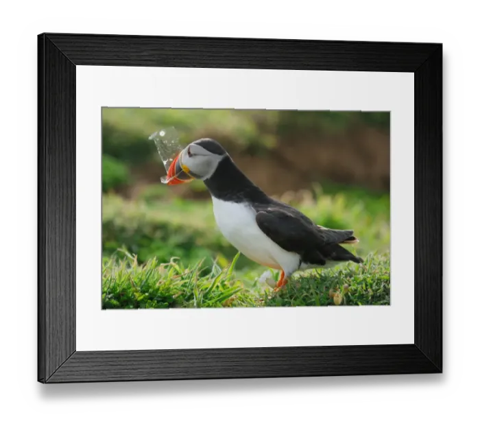 Framed Print : Atlantic Puffin (Fratercula arctica) adult, collecting plastic for nesting material on coastal cliffs, Skomer Island, Pembrokeshire, Wales, may