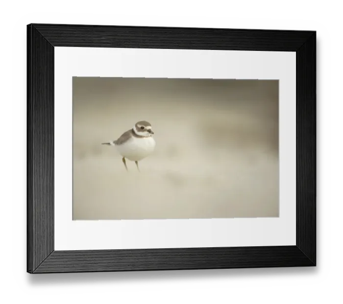 Framed Print : Ringed Plover (Charadrius hiaticula) adult, winter plumage, standing on beach, Shetland Islands, Scotland, september Framed Print : Ringed Plover (Charadrius hiaticula) adult, winter plumage, standing on beach, Shetland Islands, Scotland, september