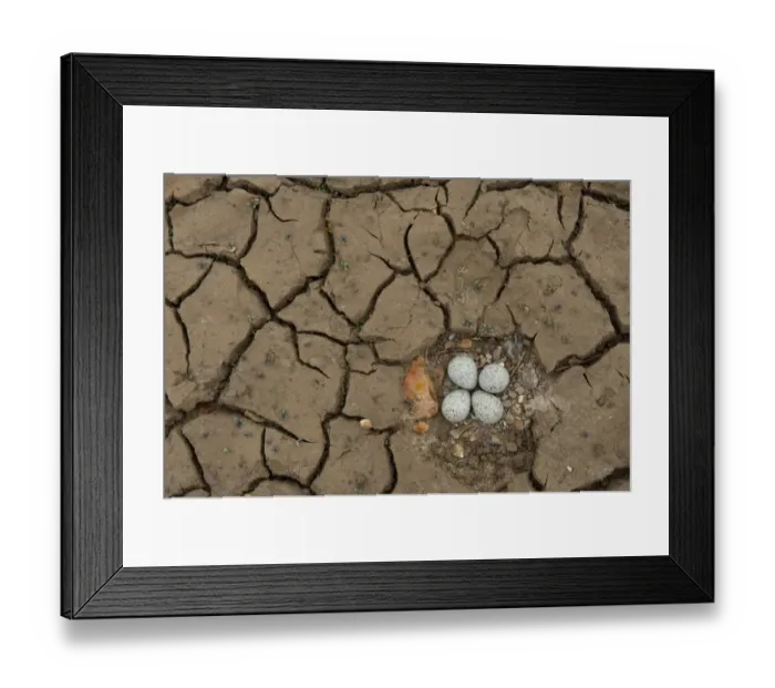 Framed Print : Little Ringed Plover (Charadrius dubius) four eggs in nest, on dried mud salting, North Norfolk, England, may Framed Print : Little Ringed Plover (Charadrius dubius) four eggs in nest, on dried mud salting, North Norfolk, England, may