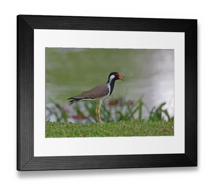 Framed Print : Red-wattled Lapwing (Vanellus indicus) adult, calling, standing at edge of water, Sri Lanka, december Framed Print : Red-wattled Lapwing (Vanellus indicus) adult, calling, standing at edge of water, Sri Lanka, december