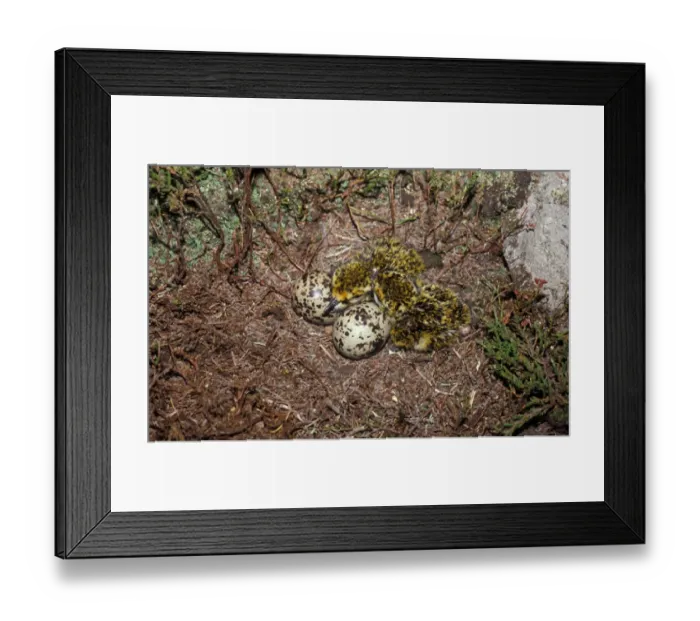 Framed Print : Eurasian Golden Plover (Pluvialis apricaria) eggs and chicks in nest Framed Print : Eurasian Golden Plover (Pluvialis apricaria) eggs and chicks in nest