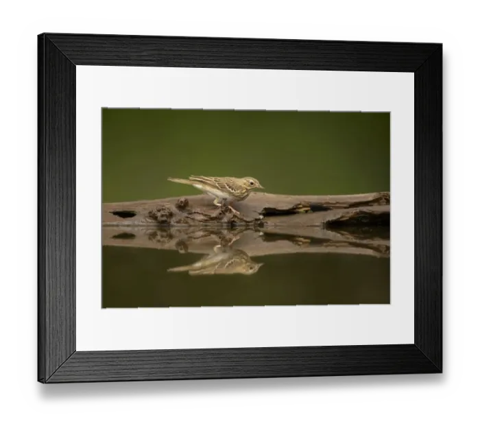 Framed Print : Tree Pipit (Anthus trivialis) adult, standing at edge of forest pool, Hungary Framed Print : Tree Pipit (Anthus trivialis) adult, standing at edge of forest pool, Hungary