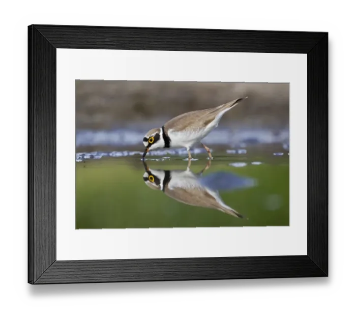 Framed Print : Little Ringed Plover (Charadrius dubius) adult, feeding in shallow water, Bulgaria, may