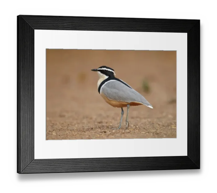 Framed Print : Egyptian Plover (Pluvianus aegyptius) adult, walking on sandy riverbank, Niokolo-Koba, Senegal, february Framed Print : Egyptian Plover (Pluvianus aegyptius) adult, walking on sandy riverbank, Niokolo-Koba, Senegal, february